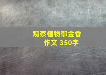 观察植物郁金香 作文 350字